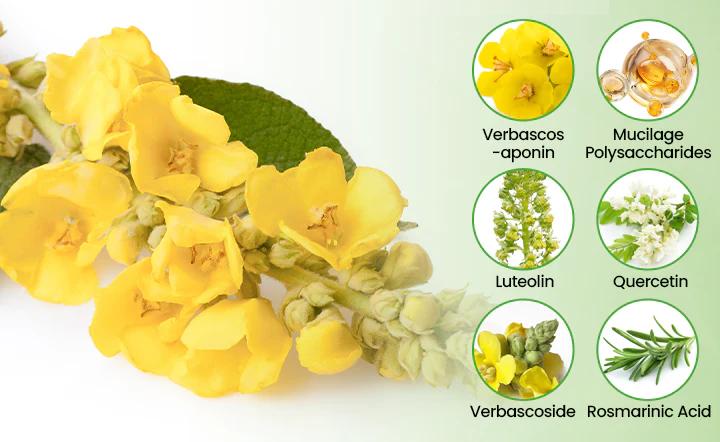 ❣️✅UK Owned and Operated|SEAGRIL® Botanical Mullein Lung Cleanse Diffuser (💝 Cough, wheezing, shortness of breath, sputum, stuffy nose, bronchitis, bronchitis, allergy symptoms, lung discomfort💝)