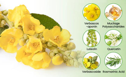 ❣️✅UK Owned and Operated|SEAGRIL® Botanical Mullein Lung Cleanse Diffuser (💝 Cough, wheezing, shortness of breath, sputum, stuffy nose, bronchitis, bronchitis, allergy symptoms, lung discomfort💝)
